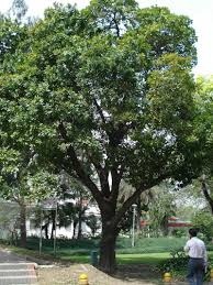 Image result for Faurea racemosa