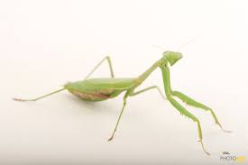 La mantis religiosa se camufla como una flor y aguarda para acechar. Photo Ark Home Praying Mantis National Geographic Society