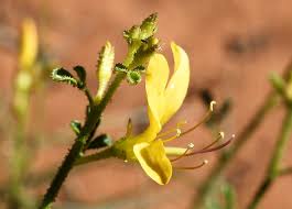 Image result for Cleomaceae