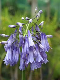 Image result for Agapanthus inapertus
