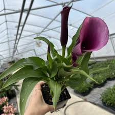 Image result for Zantedeschia