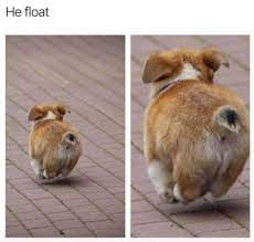 Canlı yayında kadın muhabiri değneği ile dürten dayı. Funny Animal Memes Of The Day 30 Pics E10 Lovely Animals World Dogmemeshilarious Dogmemesfunny Dog Funny Animal Pictures Cute Baby Animals Funny Animals