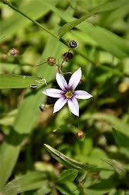 Image result for Sisyrinchium micranthum