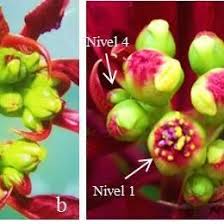 Image result for Euphorbia neoglaucescens