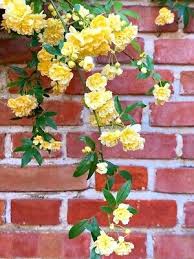 Image result for Phyllanthus polyanthus