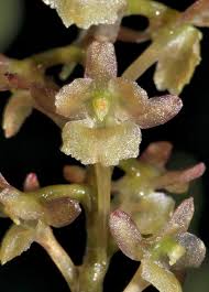 Image result for Rhipidoglossum