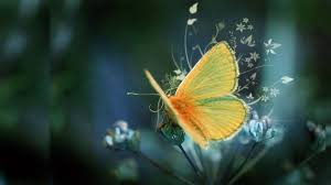 Check spelling or type a new query. Nice Wallpapers Hd Pixelstalk Net
