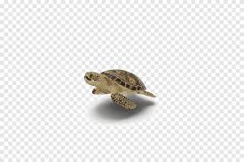 Maybe you would like to learn more about one of these? Sea Turtle Box Turtles Transparency Turtle Animals Transparent Background Png Pngegg