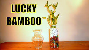 Hailing from southeast asia, the lucky bamboo is relatively easy to care for. Lucky Bamboo Arrangements With Crystal Ball Beads All You Need To Know About Lucky Bamboo Youtube