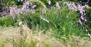 Many gardeners, familiar with the typical blue grama plants, are very surprised by its large size and vigor. Best Plant And Ornametal Grass Combinations