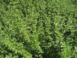 Image result for Melissa officinalis