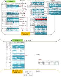Mma fighter mohd amin represents the country: Expression Of Fatty Acid And Triacylglycerol Synthesis Genes In Interspecific Hybrids Of Oil Palm Scientific Reports
