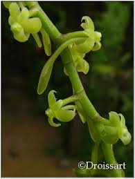 Image result for Diaphananthe bidens