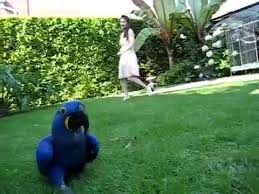 Image result for baby macaw parrot for sale