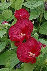 Image result for Hibiscus ludwigii