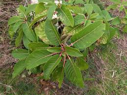 Image result for Phytolacca dioica
