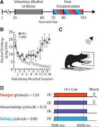Experimental Timeline Adolescent Drinking And Pavlovian Fear Download Scientific Diagram