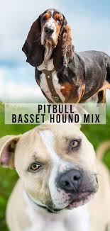 Check spelling or type a new query. Pitbull Basset Hound Mix What To Expect From This Unusual Mix