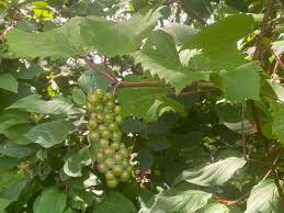 Image result for Vitis