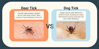 Image result for Tick Bite