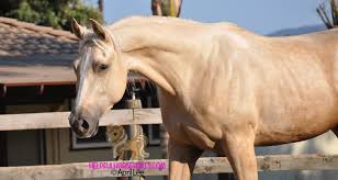 Maybe you would like to learn more about one of these? Palomino Horse Breeds Colors And Genetics Helpful Horse Hints
