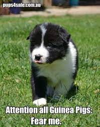 Pin On Canine Comedy