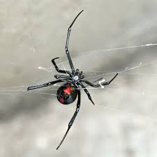 Look for them in dark, secluded and protected areas like boxes, firewood, corners, closets, basements and areas filled with clutter. Black Widow Spider Identification Habitat Black Widows In Portland Or