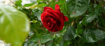 Cutting roots aggressively can put the tree in a long decline, potentially killing it over many years. Are Roses Poisonous To Cats Your Questions Answered Abc Blog