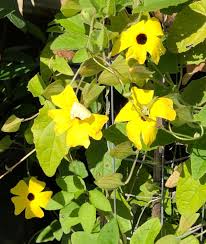Image result for Thunbergia stelligera
