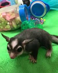 20 Colors Of Sugar Gliders Ideas Gliders Sugar Glider Pets