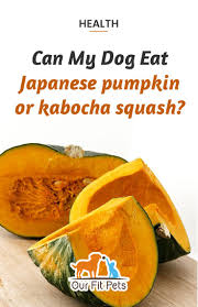 Maybe you would like to learn more about one of these? Can My Dog Eat Japanese Pumpkin Or Kabocha Squash Our Fit Pets Dog Eating Kabocha Squash Pumpkin