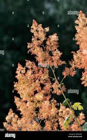Image result for Macleaya cordata