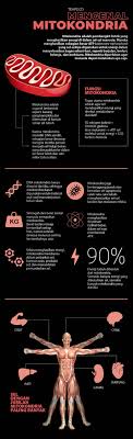 Namun secara umum, mitokondria terdiri dari 4 bagian. Mitokondria Sangat Penting Untuk Kesehatan Grafis Tempo Co