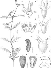 The cindy margurita strawberry and basal. Integrative Taxonomic Analyses Sheds Light On Three Historically Disputed American Spermacoce Species And A Key To The American Species Of Spermacoce Spermacoceae Rubiaceae
