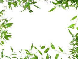47 Wallpaper Border With Leaves On Wallpapersafari Chris coyier on dec 29, 2018. 47 wallpaper border with leaves on
