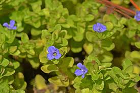 Image result for Bacopa