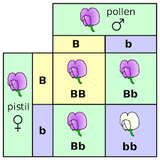 Punnett squares are a useful tool for predicting what the. File Punnett Square Mendel Flowers Svg Wikimedia Commons