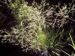 Image result for Agrostis lachnantha