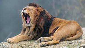Based on a true story, it is never smarmy, fake or emotionally manipulative. Lions Engage In Contagious Yawning Mimic Behaviour To Harmonise Group Movements
