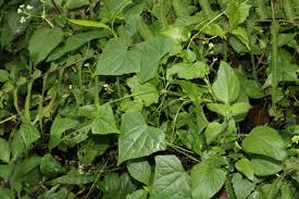 Image result for Zehneria tridactyla