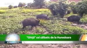 Anul asta cred ca e spaima fermierilor, pentru culturi si. Un Taran Din Hunedoara A Dat Lovitura Creste Porci Mistreti Youtube