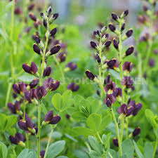 楽天市場】バプテシア バニラ クリーム : おぎはら植物園