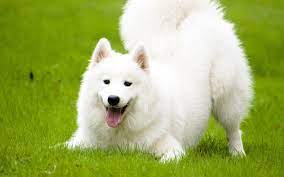 chó Samoyed