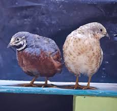 Image result for quail