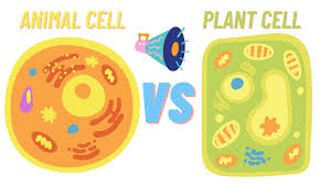 Loading slideshow in 5 seconds. Animal Cells And Plant Cells In More Detail Tresza