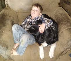 The farm dog certified test is a series of twelve exercises in a noncompetitive pass/fail evaluation and open to all dogs over nine months that are registered or enrolled with the akc. Australian Shepherd Puppies For Sale