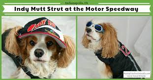 Pet Friendly Indianapolis Road Trip To The Mutt Strut At The Indianapolis Motor Speedway Indianapolis Motor Speedway Motor Speedway Indianapolis