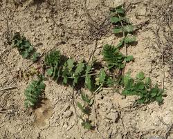 Image result for Pimpinella buchananii