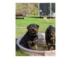 Hundreds of satisfied dkv rottweilers reviews. 3 Boys And 2 Girls Rottweiler Pups For Sale In Paintsville Kentucky Puppies For Sale Near Me