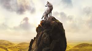 A collection of the top 45 pc wallpapers and backgrounds available for download for free. 1920x1080 Wolf Laptop Full Hd 1080p Hd 4k Wallpapers Images Backgrounds Photos And Pictures
